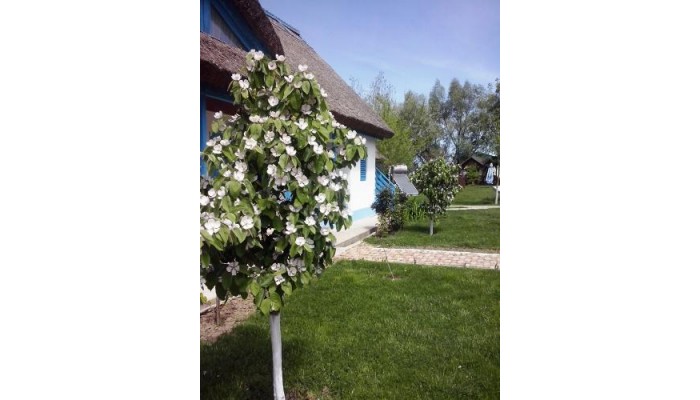 Hotel Casa Dintre Salcii poza 8