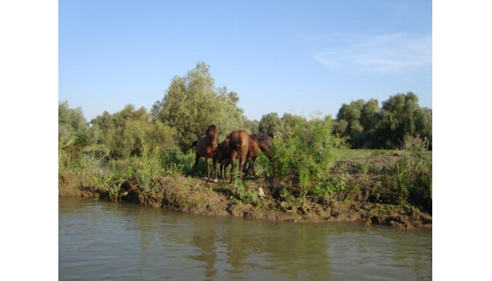 Hotel Casa Dintre Salcii poza 21